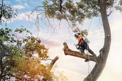 Tree Care Professionals