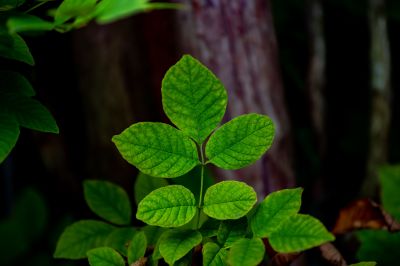 Poison Ivy Removal in Pottstown, PA