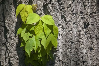 Poison Ivy Removal in Newark, DE