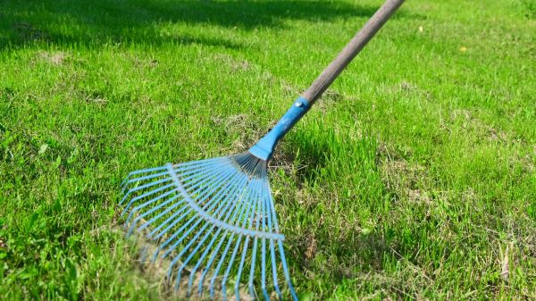 Front Yard Dethatching